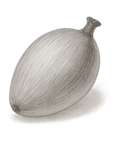 Chleopatra batana olie elaeis oleifera 05714321001770 frugt